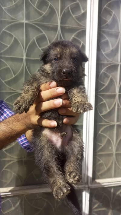 Pure German Shepherd (GSD) Puppies Available – High Quality Bloodline