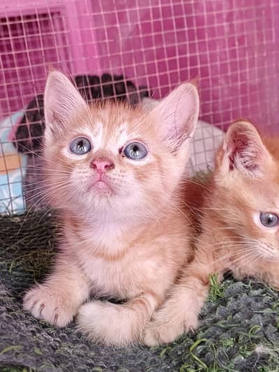 kitten for sale