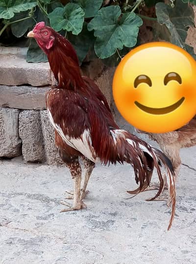 aseel for sale