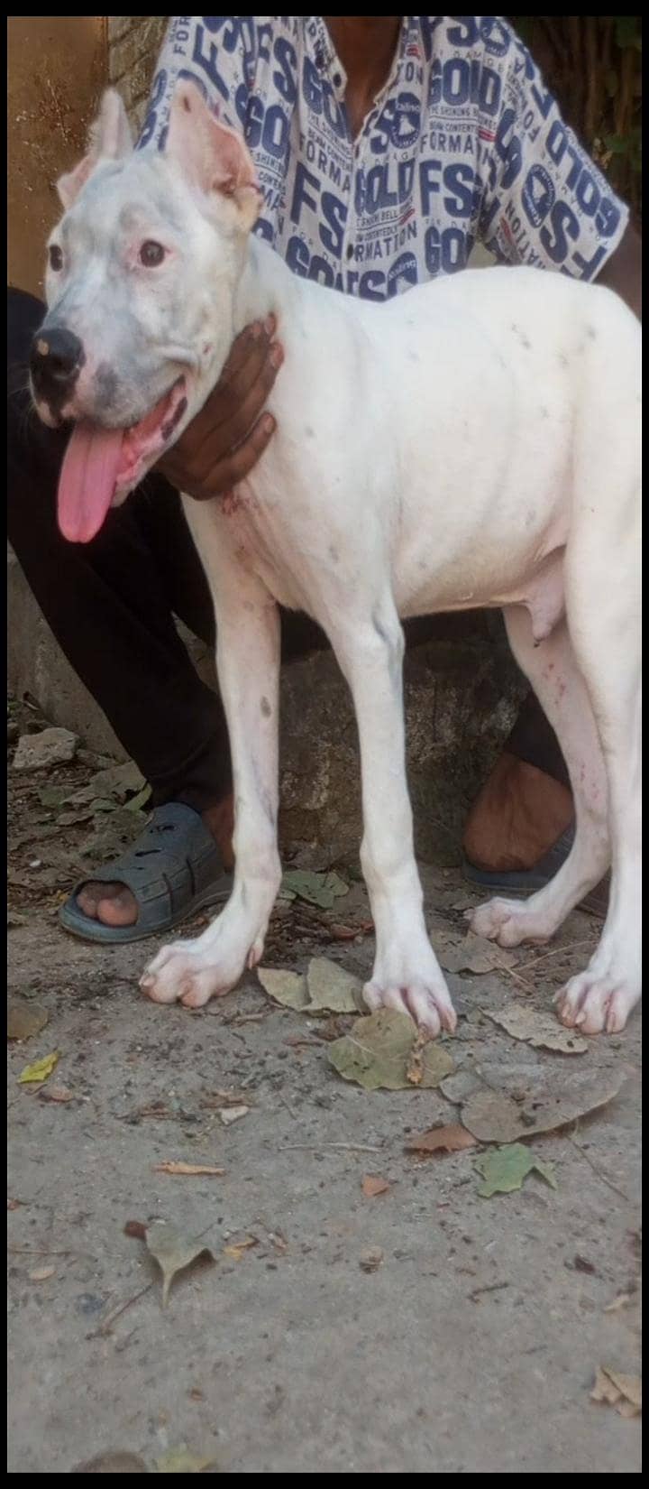 bully pup 1