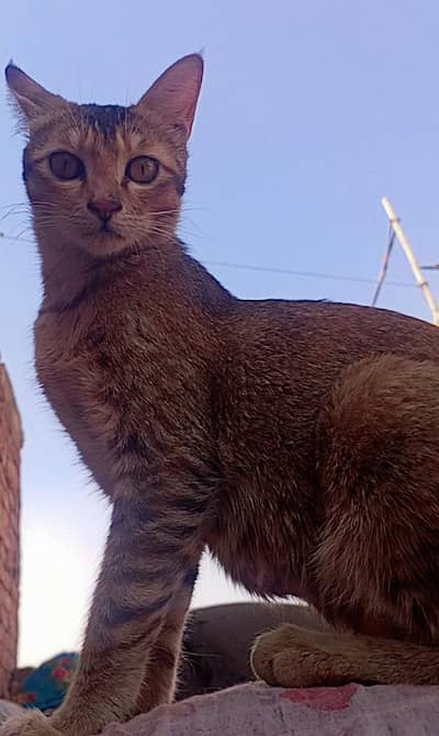 kitten cat