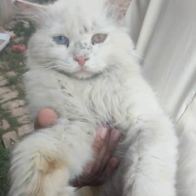 percian cat for sale