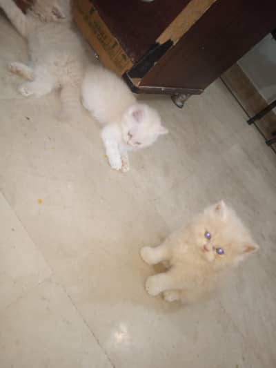 6 kittens available for sale