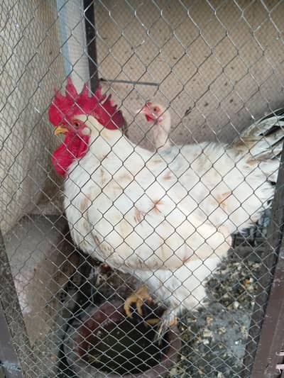 Golden Buff Pair for Sale (1 Rooster + 1 Hen) 