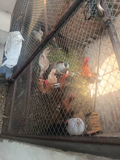 10 Egg-Laying Hen