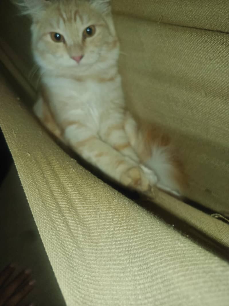 kitten 3