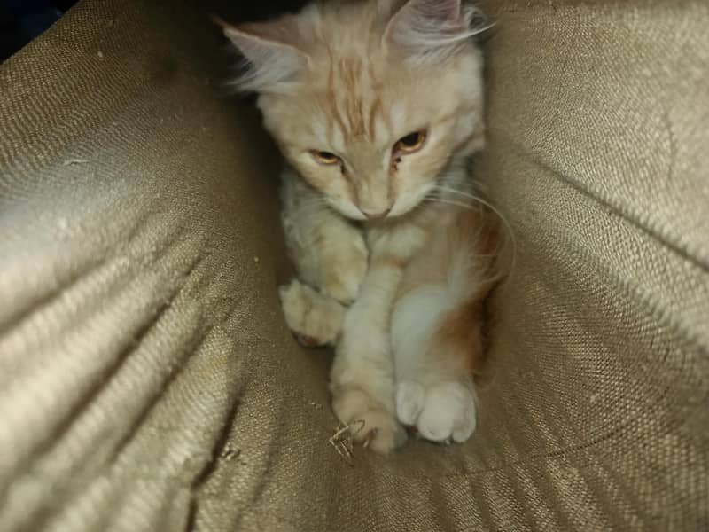 kitten 4