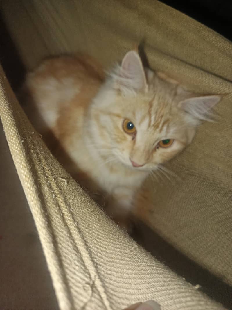 kitten 5