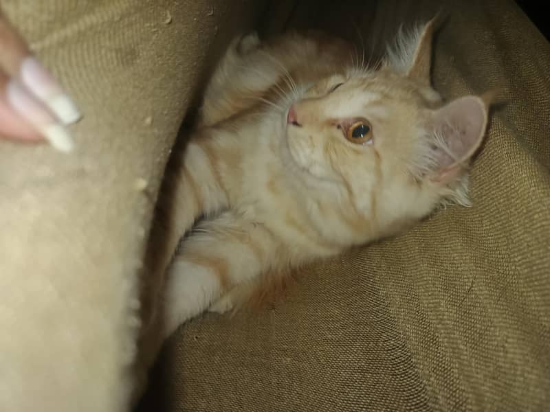 kitten 6