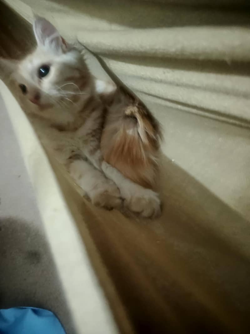 kitten 7