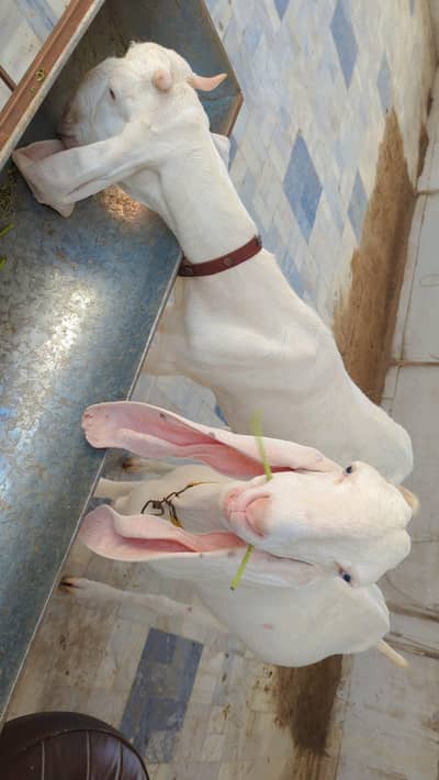 2 Female Gulabi Goat