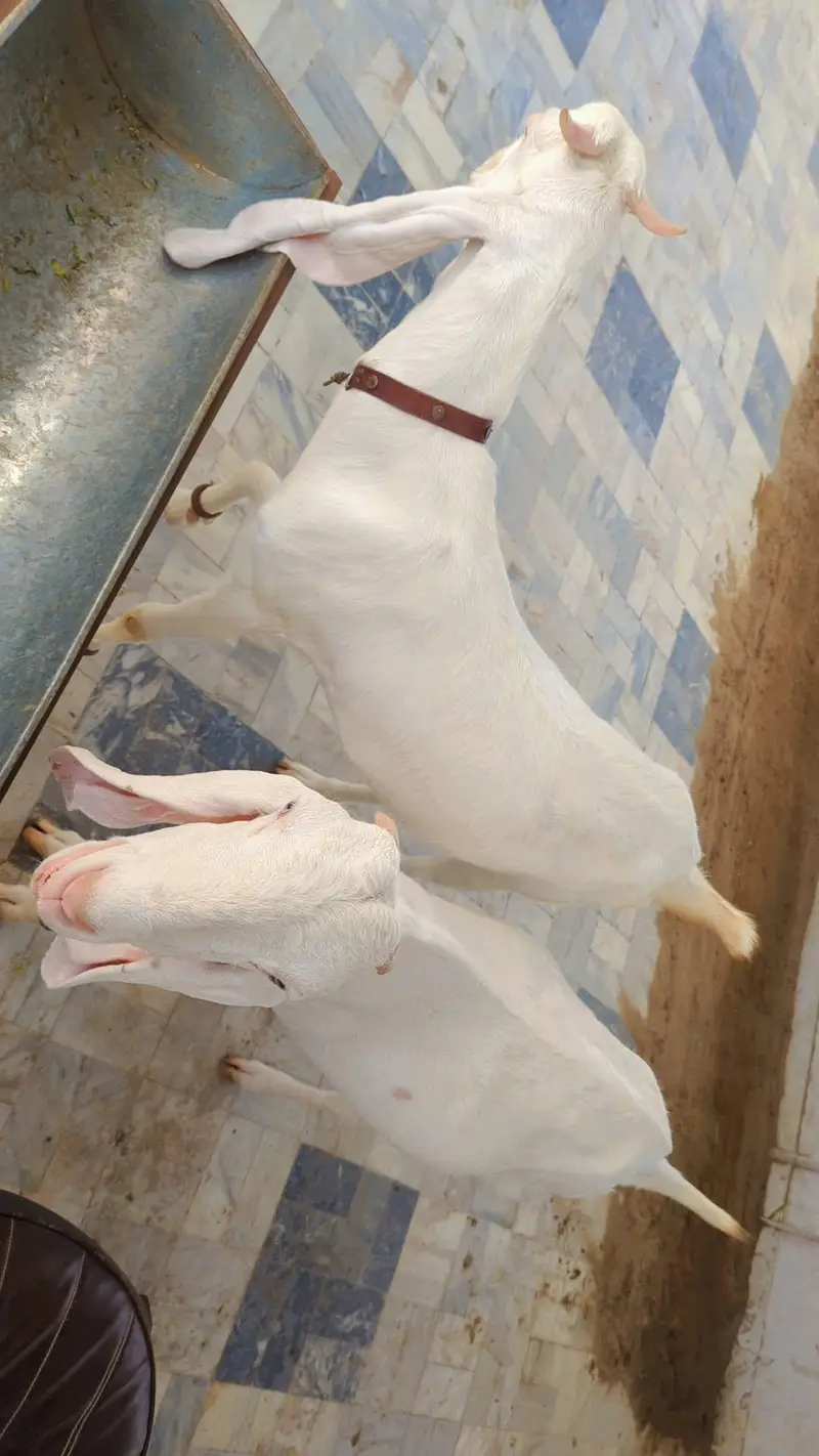 2 Female Gulabi Goat — photo 2