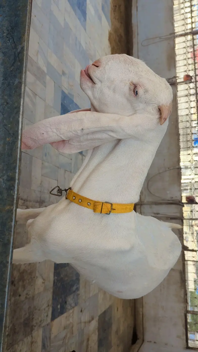 2 Female Gulabi Goat — photo 3