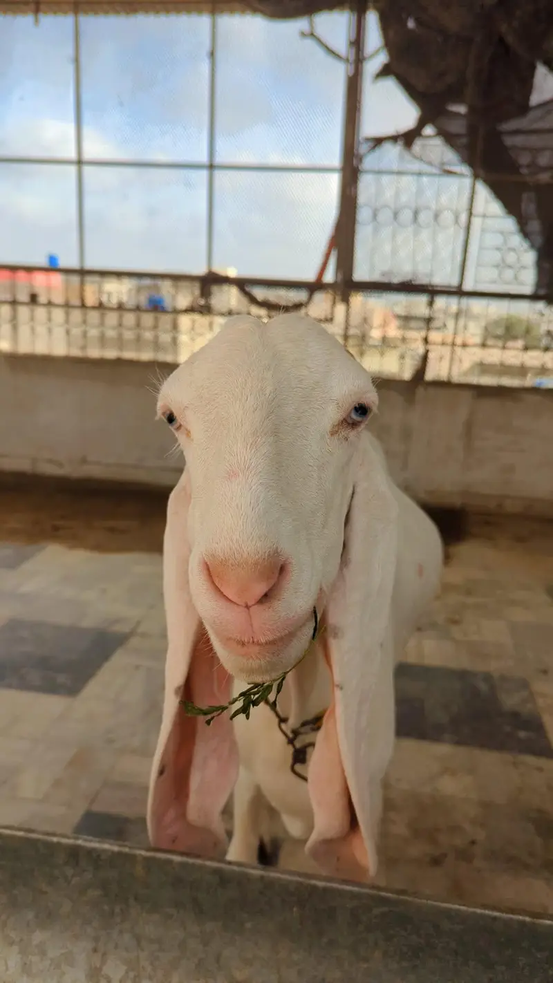 2 Female Gulabi Goat — photo 4