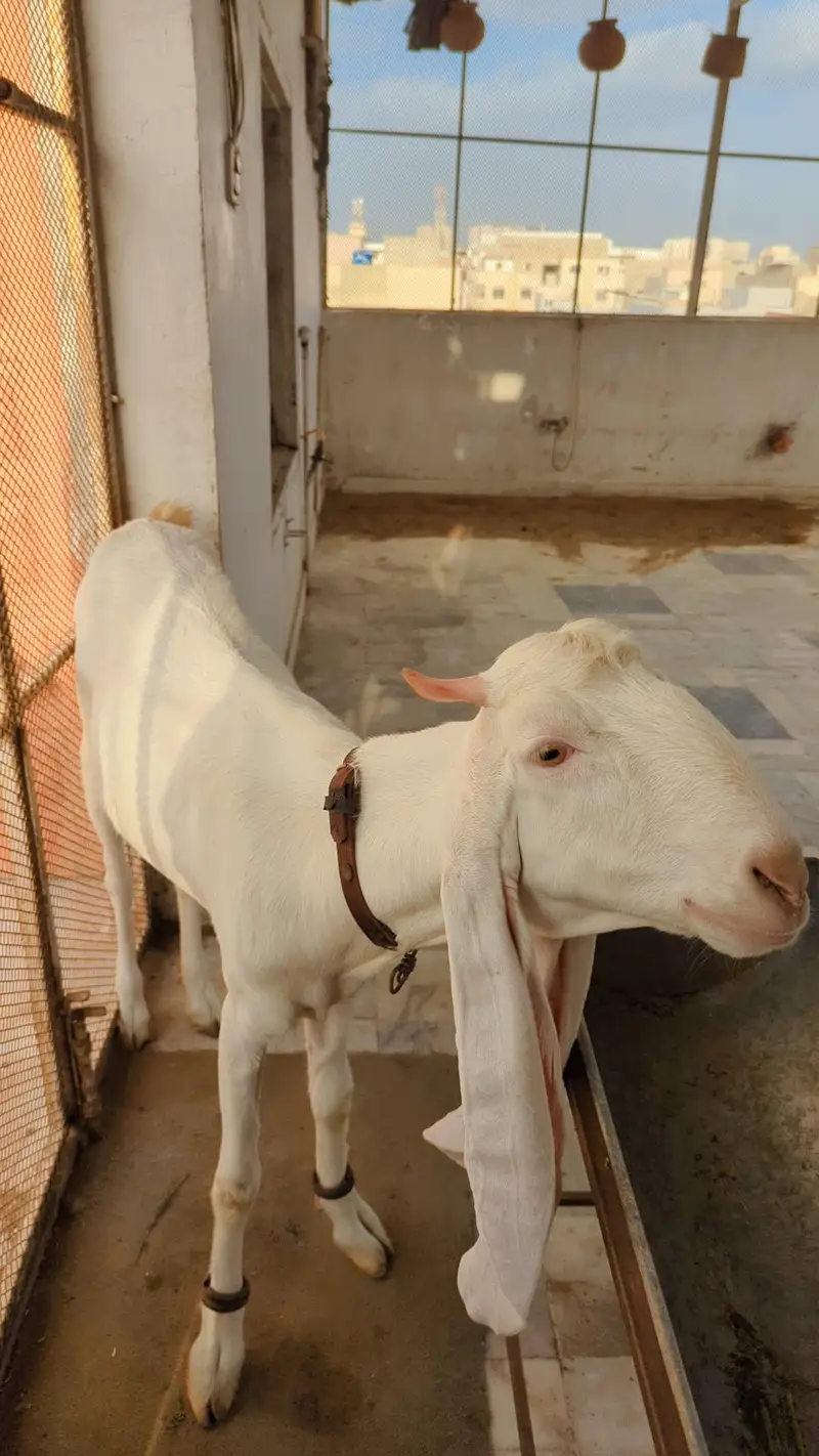 2 Female Gulabi Goat — photo 5
