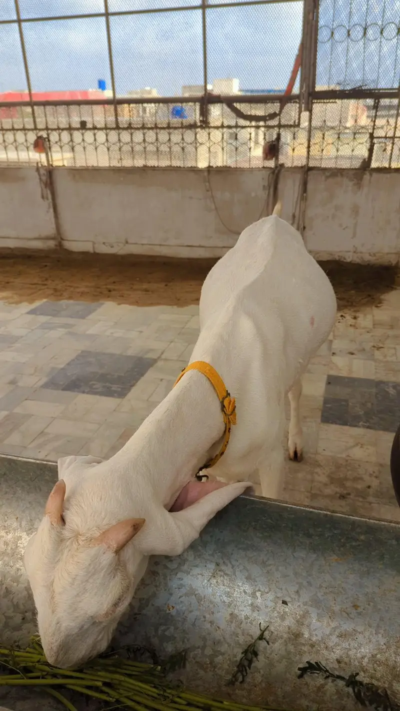 2 Female Gulabi Goat — photo 6