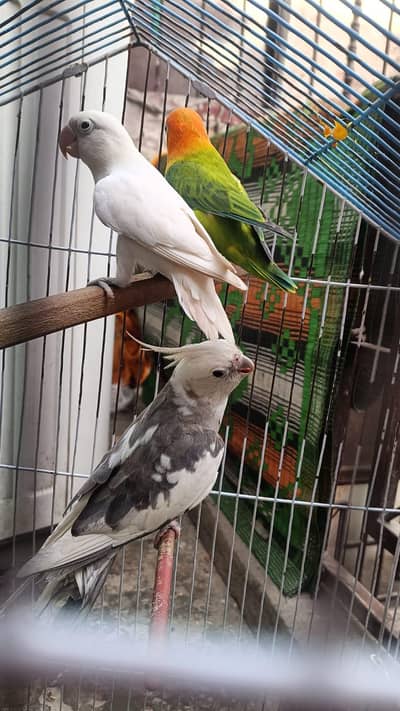 Healthy Pair of Lovebirds and Cockatiel for Sale – with cage"