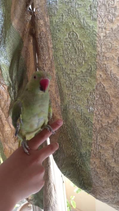 Green parrot hand tame bolte bhi hain price =15000