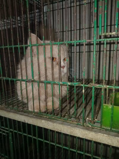 Persian male Adult  Brown