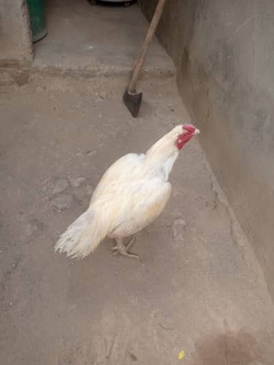 for sale hera