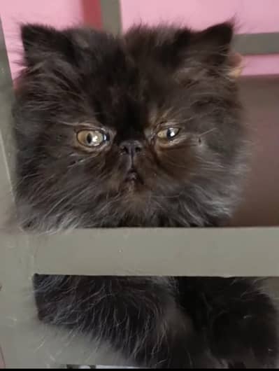 Pure Piki Face Male Kittens for Sale (03003285107)