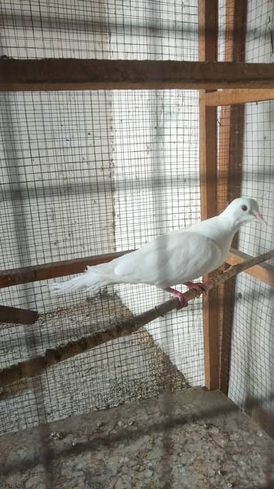 Red eyes white dove khumre breeding pair