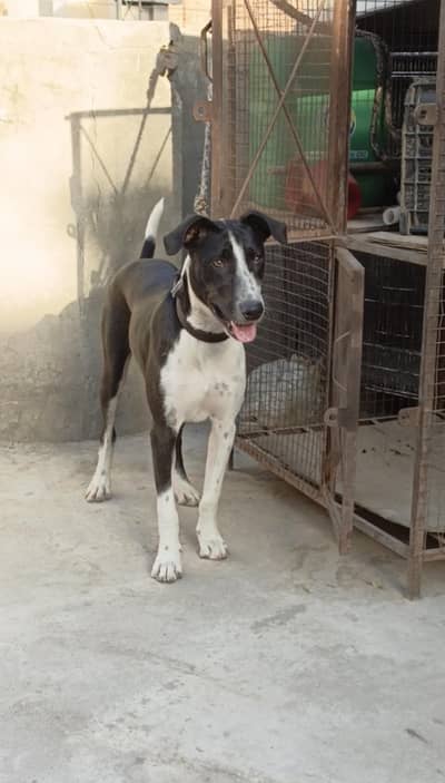 Alsatian | Gultair | Bully | Shepherd guard dog for farms