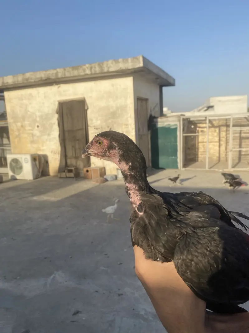 I am selling my Best Quality aseels in very good Quality — photo 5