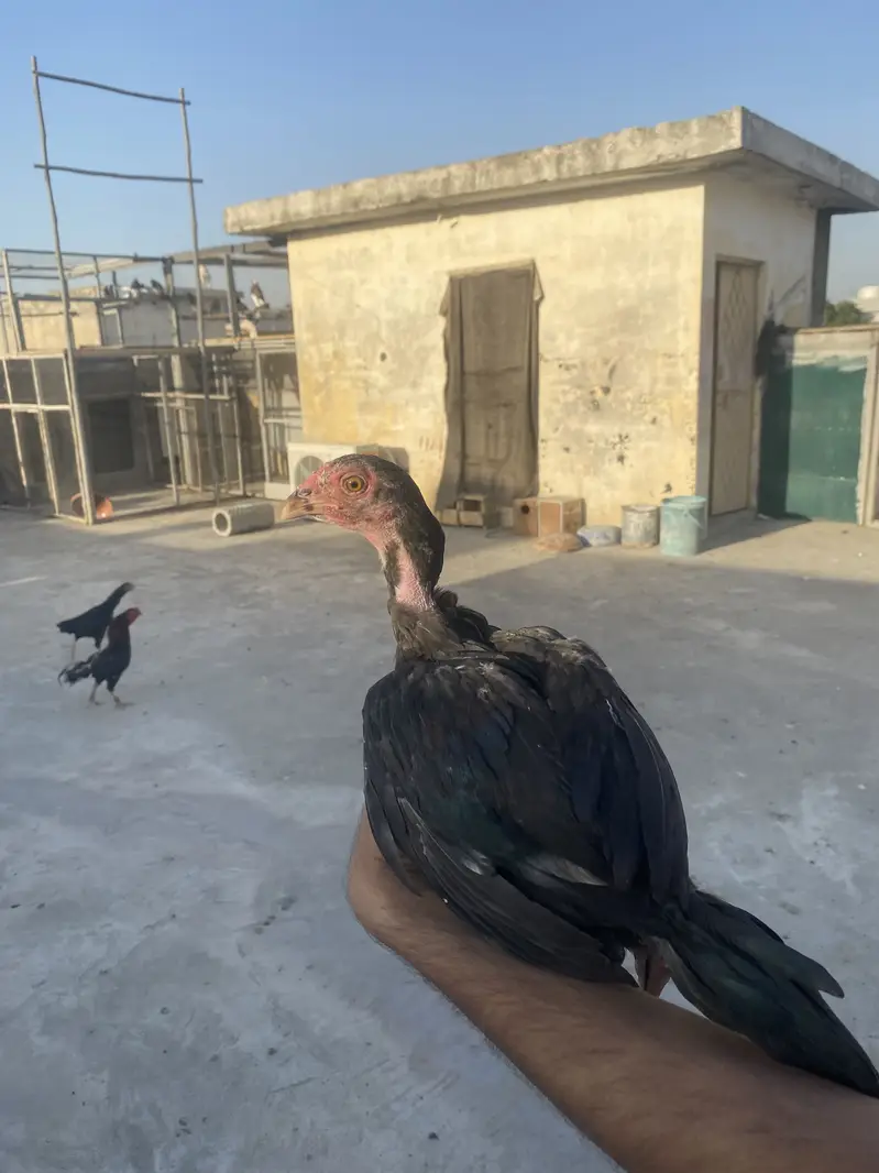 I am selling my Best Quality aseels in very good Quality — photo 7