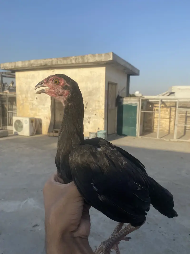 I am selling my Best Quality aseels in very good Quality — photo 8