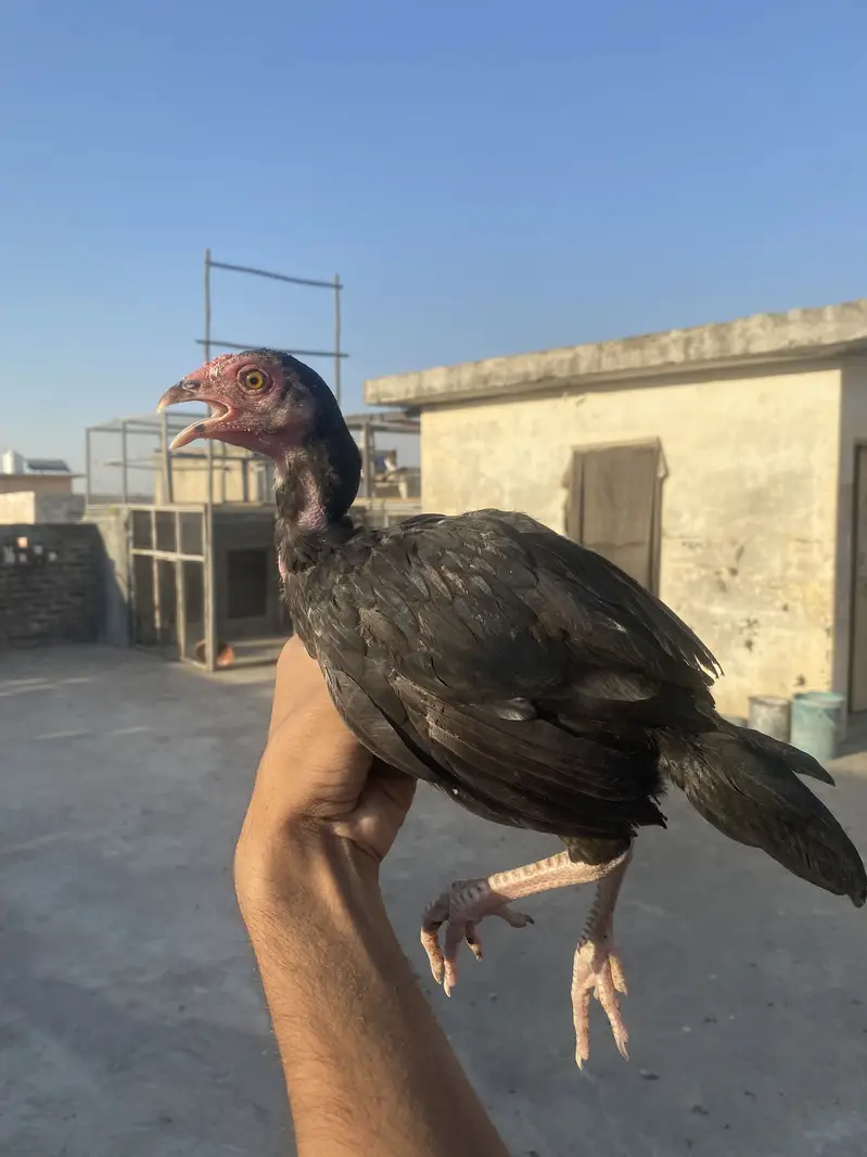 I am selling my Best Quality aseels in very good Quality — photo 9