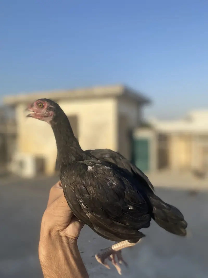 I am selling my Best Quality aseels in very good Quality — photo 10