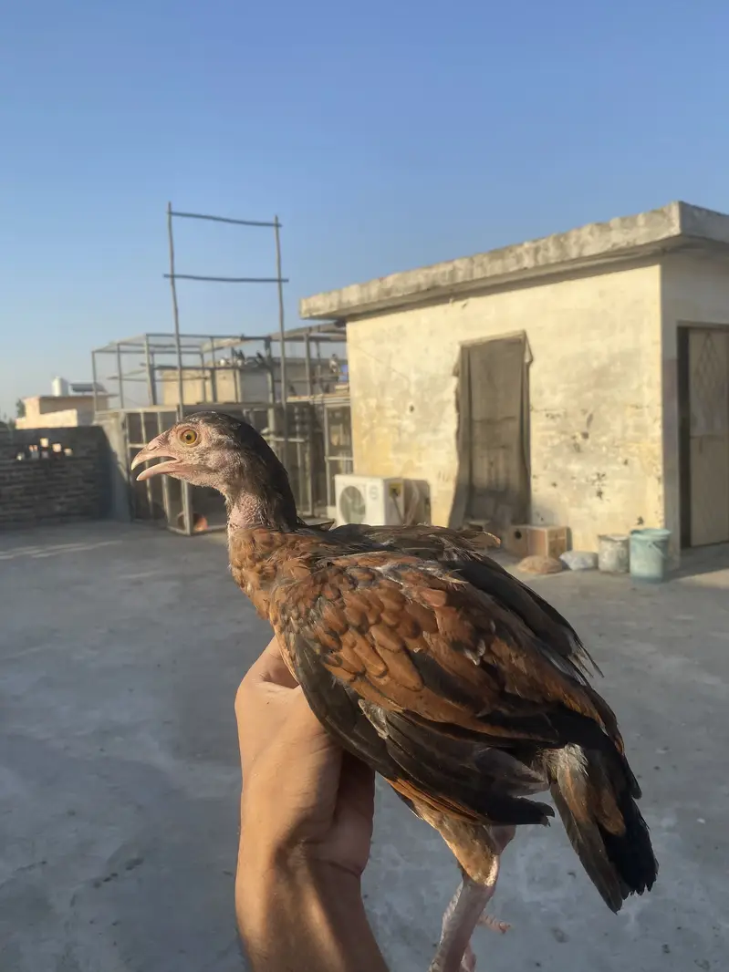 I am selling my Best Quality aseels in very good Quality — photo 11