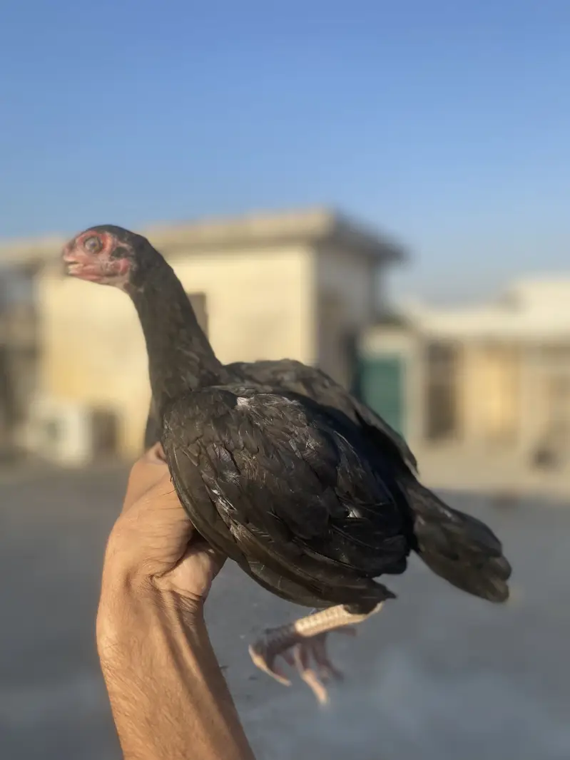 I am selling my Best Quality aseels in very good Quality — photo 12