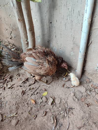 Aseel Madi with 1 chick