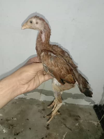 aseel Sindhi chick's pair for sale 03224186572