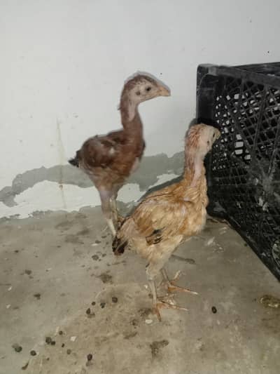 aseel Sindhi chick's pair for sale 03224186572
