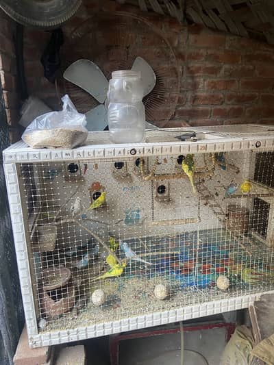 Luxury Cage and Budgies Pairs