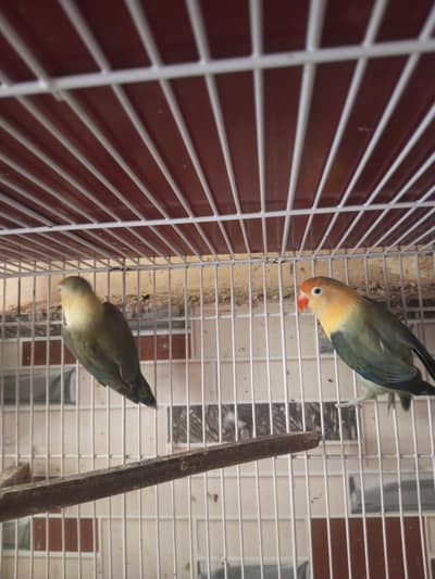 love birds breeder pair