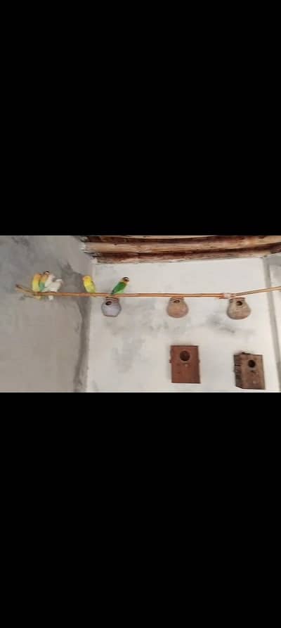 4 pairs lobe bird available for sale