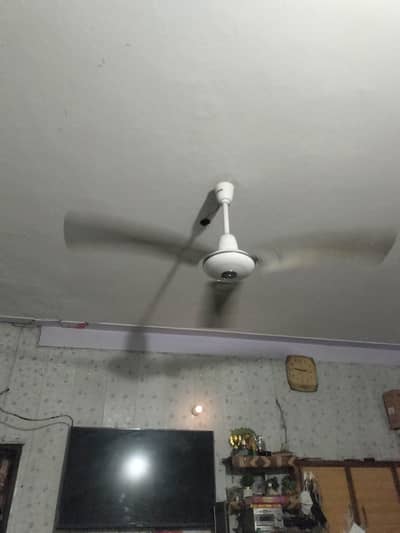 Royal Fan for Sale