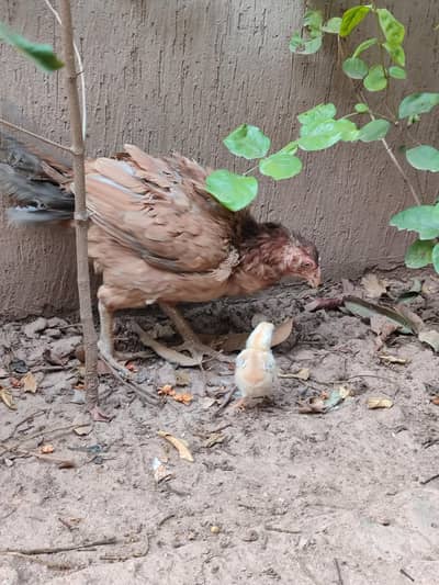 High Quality Aseel Madi With Chick