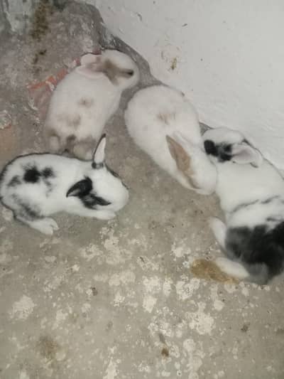 rabbit baby's for sale 03224186572