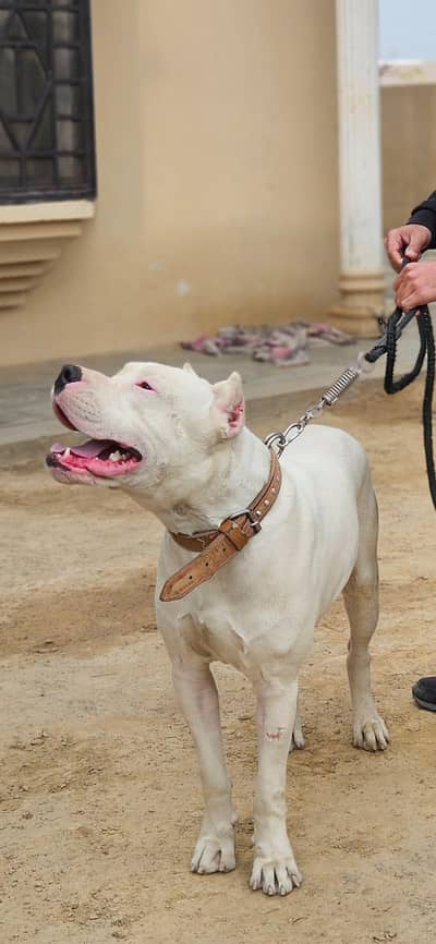 pittbull vs dog argantino