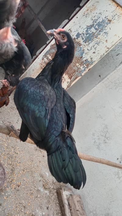 astralop aseel mix pair for sale