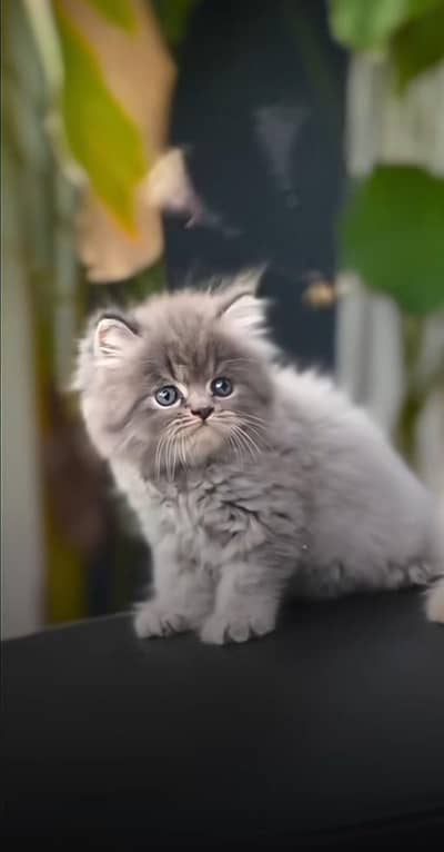 Persian cats  | Persian kittens | Triple Coated | kittens for sale