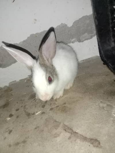 rabbit baby female for sale 03224186572