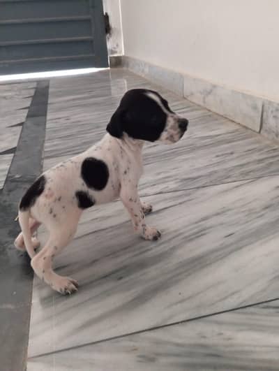 English Pointer puppy