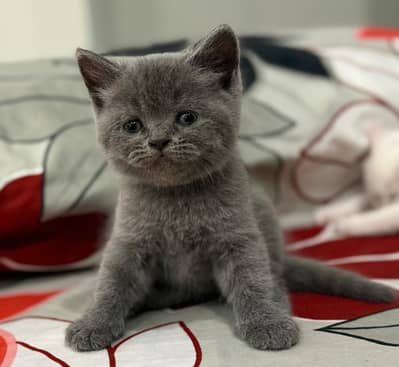 Kitten