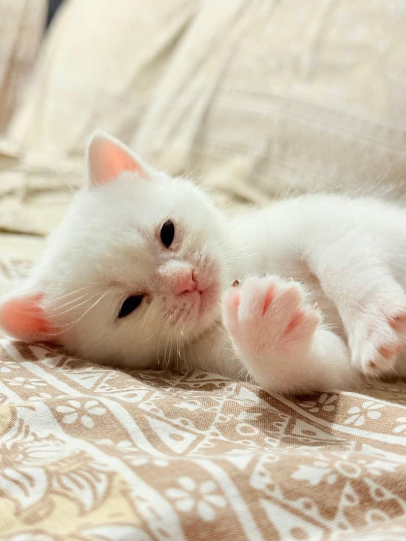Kitten 1